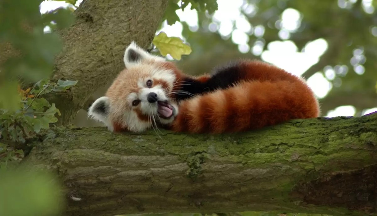 Being A Solitary Animal Offers Surprising Benefits Being A Solitary Animal Offers Surprising Benefits