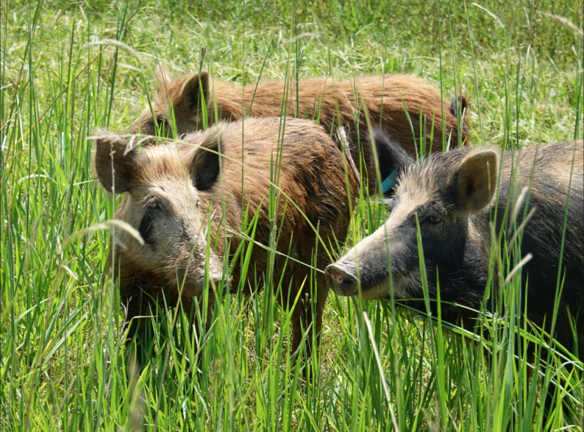 Six hog hunters cheated to win contests in Louisiana, agents say. Now they’re arrested Six hog hunters cheated to win contests in Louisiana, agents say. Now they’re arrested