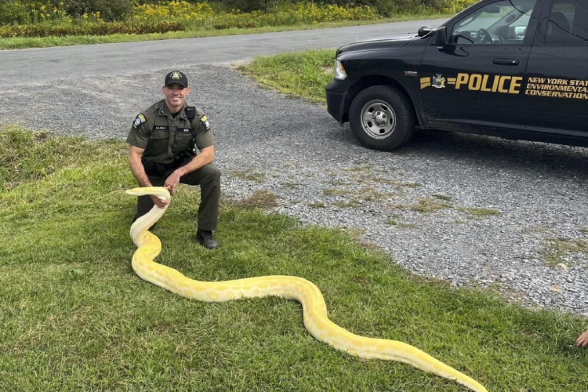 13-foot Burmese python seized from New York home, owner unprepared for how fast snake grew 13-foot Burmese python seized from New York home, owner unprepared for how fast snake grew