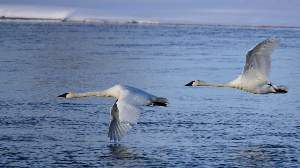 More than a dozen swans found dead in rural Minnesota More than a dozen swans found dead in rural Minnesota