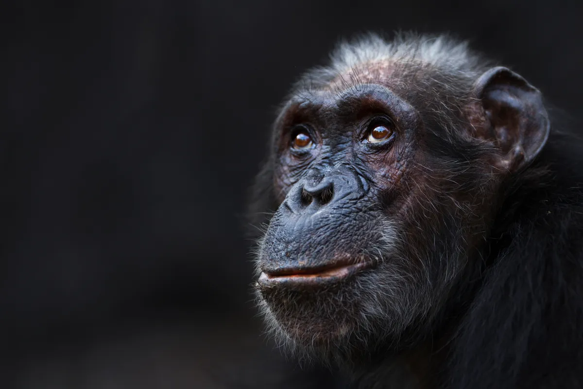 Menopause observed in chimpanzees, challenging our understanding of why humans undergo a loss of reproductive function Menopause observed in chimpanzees, challenging our understanding of why humans undergo a loss of reproductive function