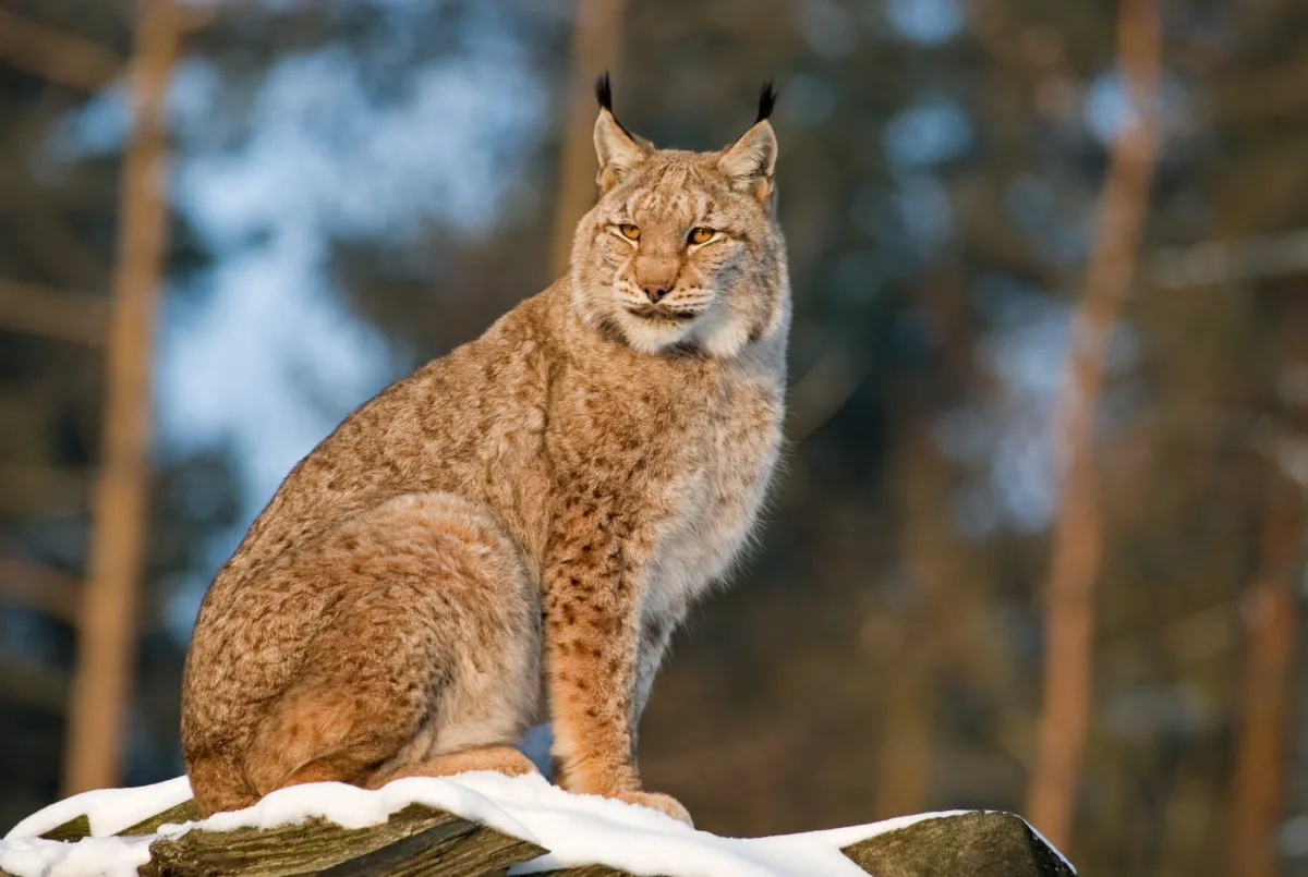 Two lynx caught after illegal release in Scotland – here’s what happened Two lynx caught after illegal release in Scotland – here’s what happened