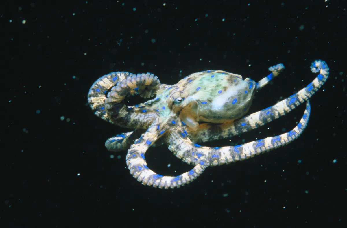 This tiny animal has venom so deadly it could kill a human within minutes – and there’s no antidote This tiny animal has venom so deadly it could kill a human within minutes – and there’s no antidote
