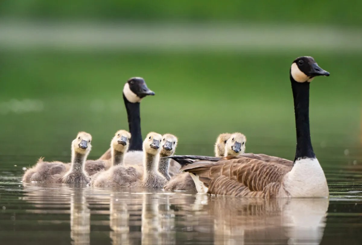 Are Canadian Geese Federally Protected? Are Canadian Geese Federally Protected?