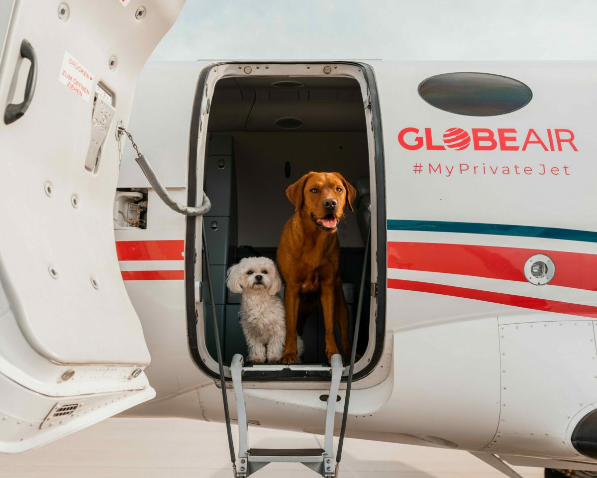 Pet Air Transportation: Stress-Free Travel Tips for Your Furry Friends Pet Air Transportation: Stress-Free Travel Tips for Your Furry Friends
