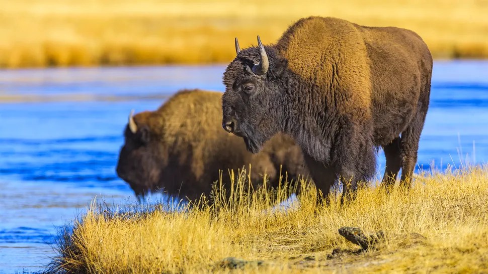 Yellowstone National Park sued for plans to increase bison numbers Yellowstone National Park sued for plans to increase bison numbers