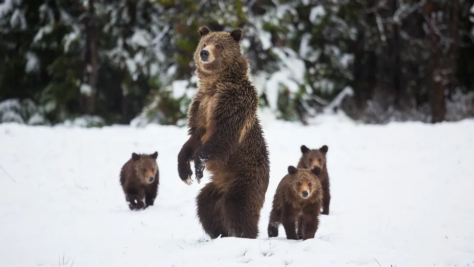 Bears are waking up at Yellowstone National Park – here’s how to stay safe Bears are waking up at Yellowstone National Park – here’s how to stay safe