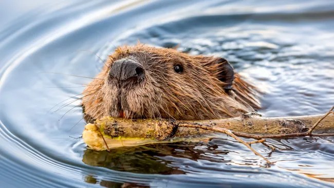 Wild swimmers are safer in lakes and rivers where beavers live, thanks to their pollution blocking dams, study finds Wild swimmers are safer in lakes and rivers where beavers live, thanks to their pollution blocking dams, study finds
