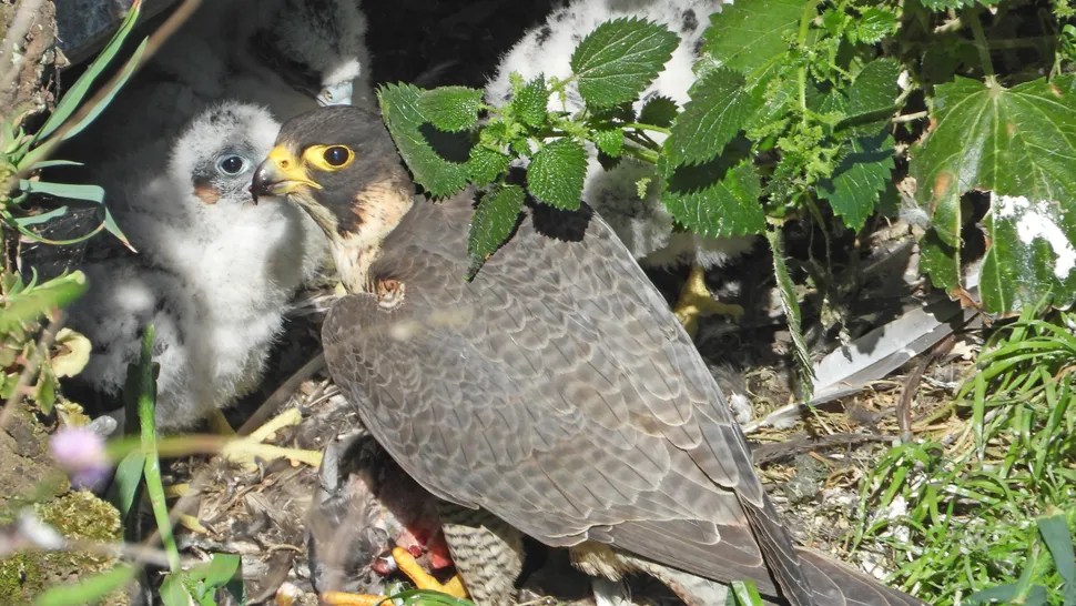 Rock climbers help Yosemite peregrine falcons back to the skies as conservation scheme scales new heights Rock climbers help Yosemite peregrine falcons back to the skies as conservation scheme scales new heights