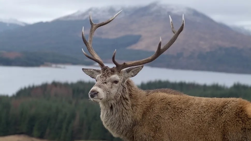 Celebrity Scottish stag put down after hikers feed it junk food Celebrity Scottish stag put down after hikers feed it junk food