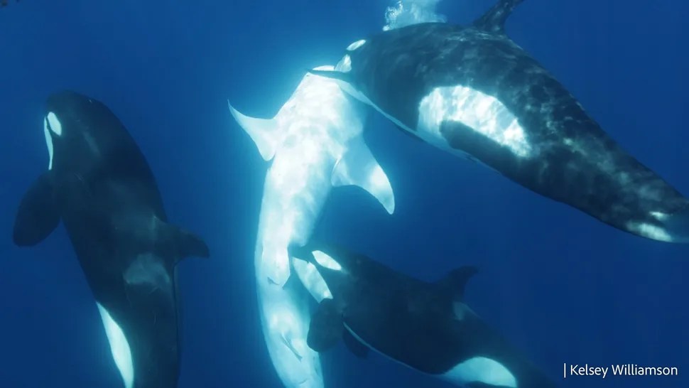Orca gang develops brutal hunting strategy to take on the world’s largest shark — ‘This is a fascinating behaviour’ Orca gang develops brutal hunting strategy to take on the world’s largest shark — ‘This is a fascinating behaviour’