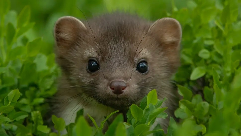 These rare mammals have returned to their natural habitat after more than 100 years These rare mammals have returned to their natural habitat after more than 100 years