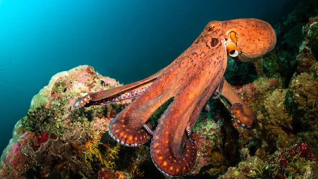 “What is this thing doing right here?” – Washington hikers come across a giant octopus casually swimming just off the trail “What is this thing doing right here?” – Washington hikers come across a giant octopus casually swimming just off the trail