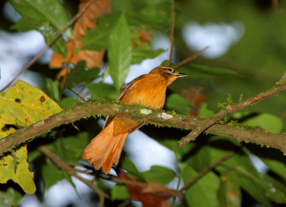 Listen to New Bird Species Discovered in Brazil: Cryptic Treehunter Listen to New Bird Species Discovered in Brazil: Cryptic Treehunter