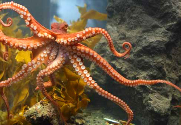 Nervous System in Octopus Arms is Separated into Segments, Study Finds Nervous System in Octopus Arms is Separated into Segments, Study Finds