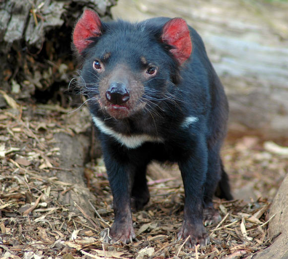 Canine Teeth in Marsupial Carnivores Erupt Continuously Through Life, Study Suggests Canine Teeth in Marsupial Carnivores Erupt Continuously Through Life, Study Suggests