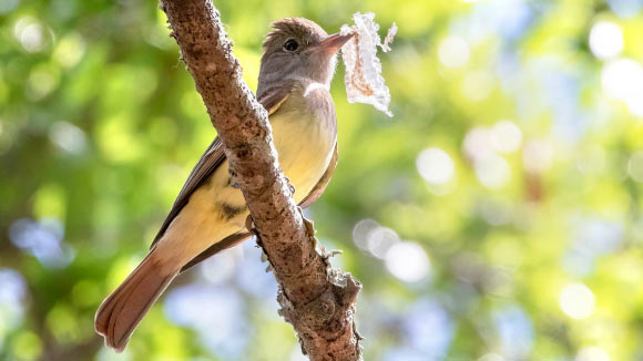 Cavity-Nesting Birds Use Shed Snake Skin in Nest Construction to Deter Predators Cavity-Nesting Birds Use Shed Snake Skin in Nest Construction to Deter Predators