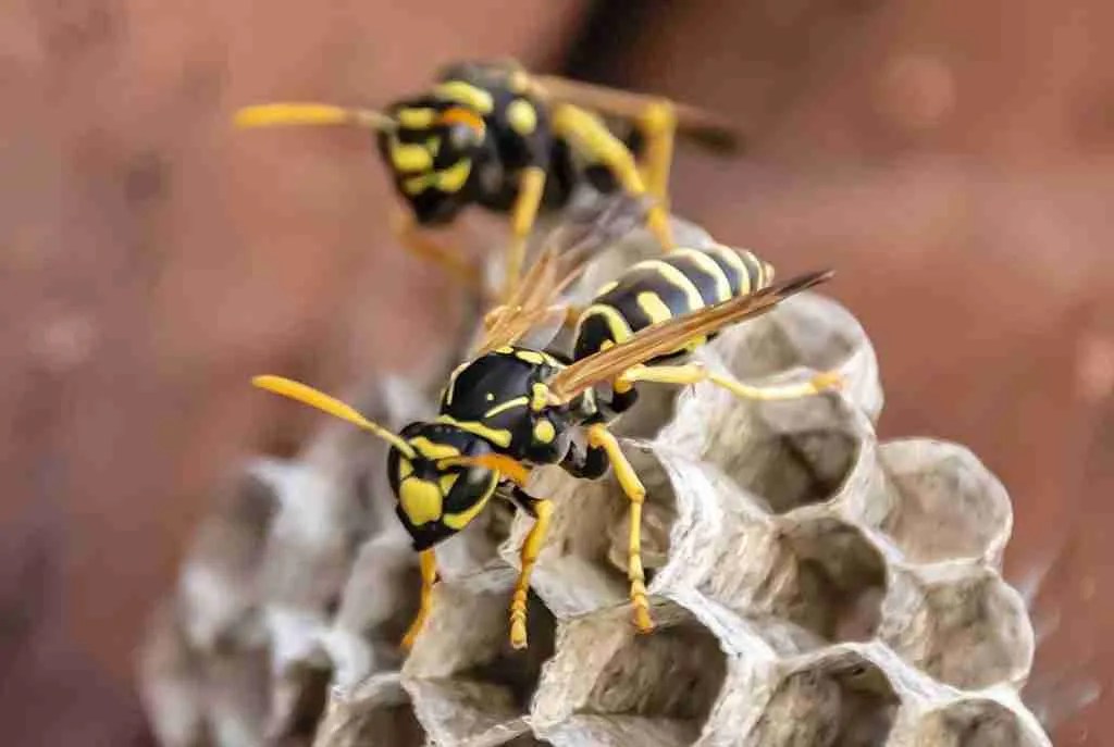 What to Do if You Find a Wasp Nest What to Do if You Find a Wasp Nest