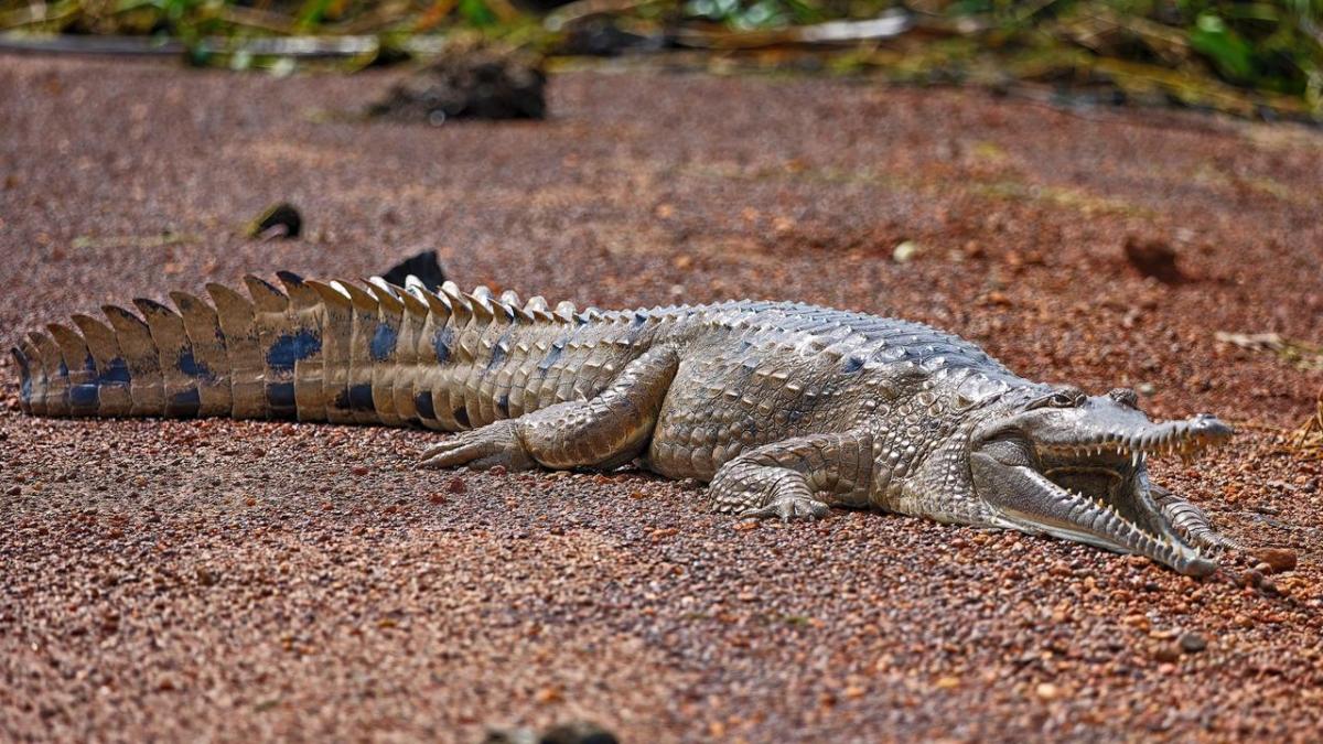 Man dies in light plane crash in crocodile-infested waters in Fogg Dam, Darwin Man dies in light plane crash in crocodile-infested waters in Fogg Dam, Darwin