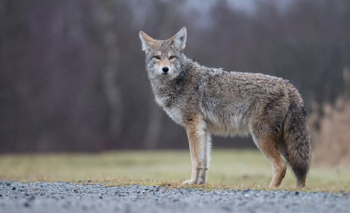 Coyotes and dogs die after poison is left in popular hiking area, Arizona officials say Coyotes and dogs die after poison is left in popular hiking area, Arizona officials say