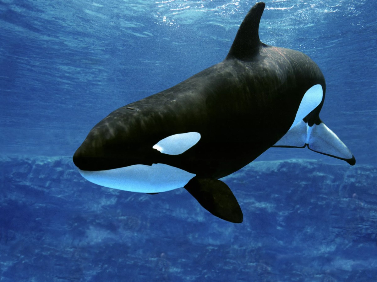 Orca Ship Attacks Spark New Danger Map and Safety Guidelines Orca Ship Attacks Spark New Danger Map and Safety Guidelines