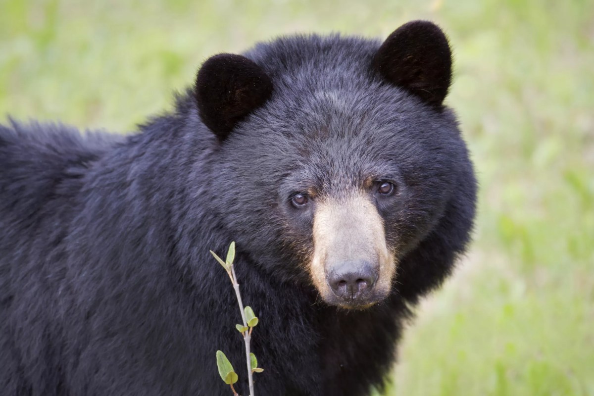 First Black Bear Killing of Human Confirmed in California First Black Bear Killing of Human Confirmed in California