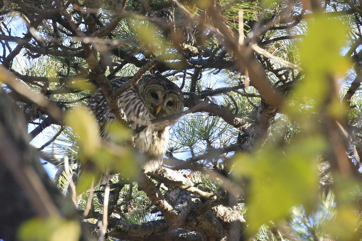 US Agency May Start Luring Half A Million Owls to Their Deaths Next Spring US Agency May Start Luring Half A Million Owls to Their Deaths Next Spring
