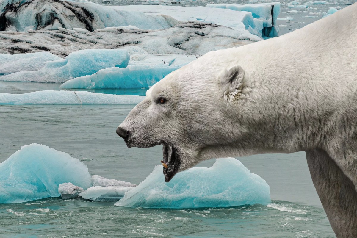 Man ‘Leapt Onto’ Polar Bear to Save Wife Man ‘Leapt Onto’ Polar Bear to Save Wife