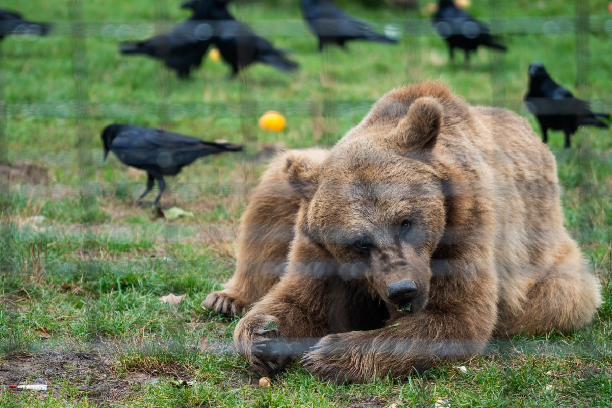 Hunter on Trial After Shooting Bear That Attacked Him Hunter on Trial After Shooting Bear That Attacked Him