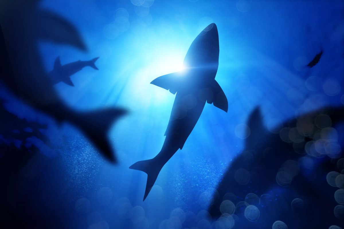 Shark Kills Teenage Boy at Popular Tourist Beach Shark Kills Teenage Boy at Popular Tourist Beach