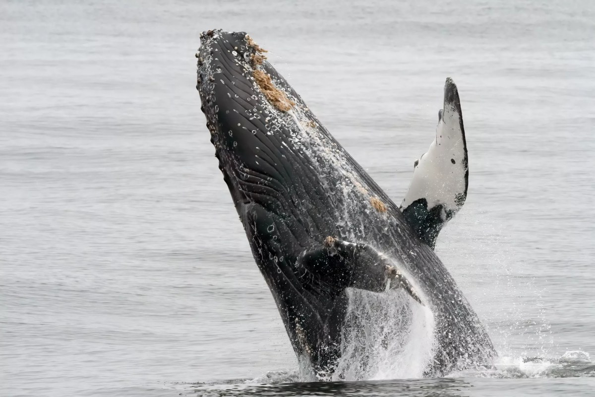 Woman Mounts Distressed Baby Whale in ‘Awful’ Fiasco, Say Witnesses Woman Mounts Distressed Baby Whale in ‘Awful’ Fiasco, Say Witnesses