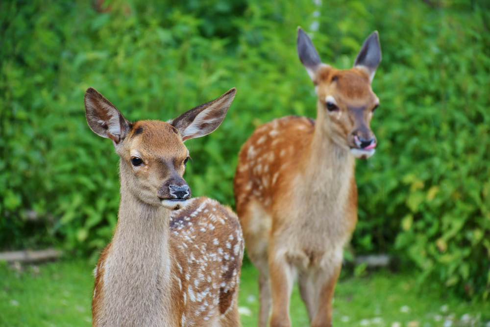 Illegal Night Hunts Expose Dark Underworld of Deer Poaching in Residential California Illegal Night Hunts Expose Dark Underworld of Deer Poaching in Residential California