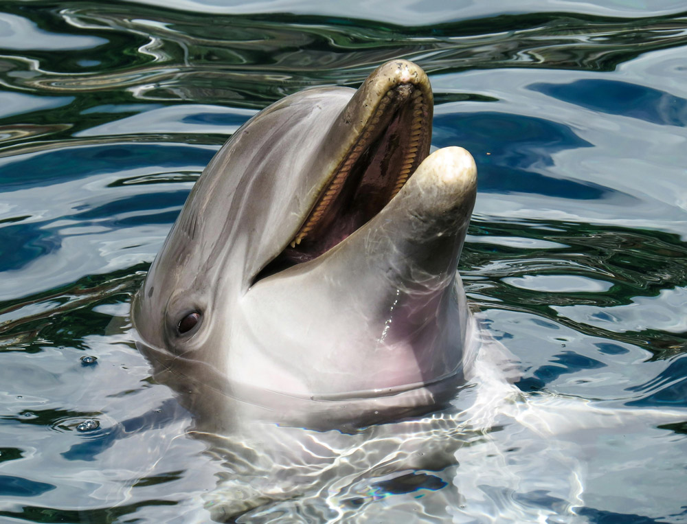 Young Dolphin Murdered on Louisiana Beach, Authorities Hunt for Shooter Young Dolphin Murdered on Louisiana Beach, Authorities Hunt for Shooter