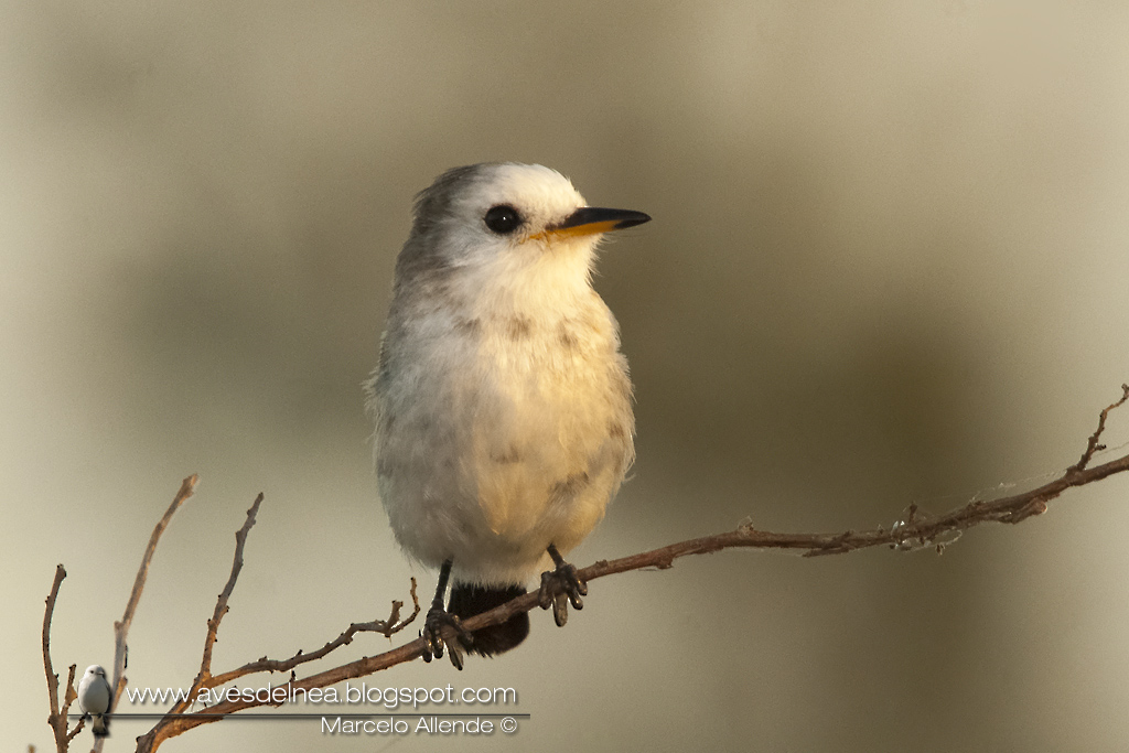 Lavandera, White-headed marsh-Tyrant, Arundinicola leucocephala Lavandera, White-headed marsh-Tyrant, Arundinicola leucocephala