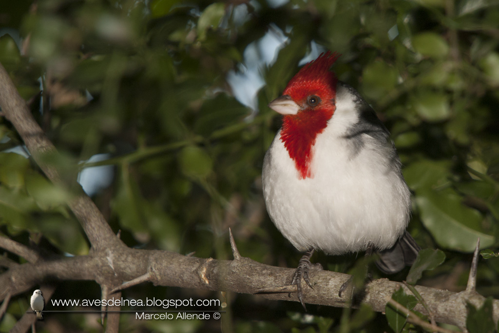 Cardenal común, Red crested Cardinal, Paroaria coronata Cardenal común, Red crested Cardinal, Paroaria coronata