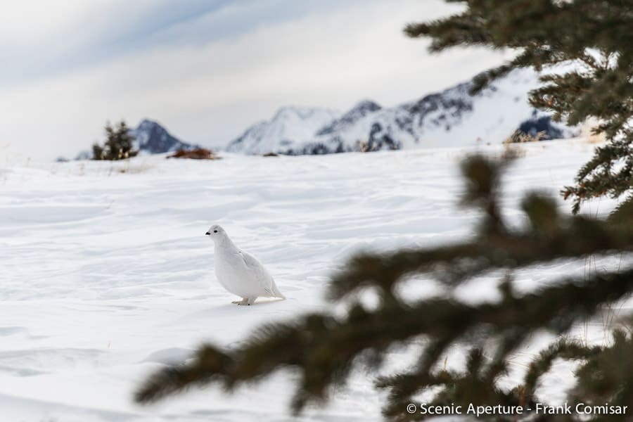 White-Tailed Ptarmigan: Colorado White-Tailed Ptarmigan: Colorado