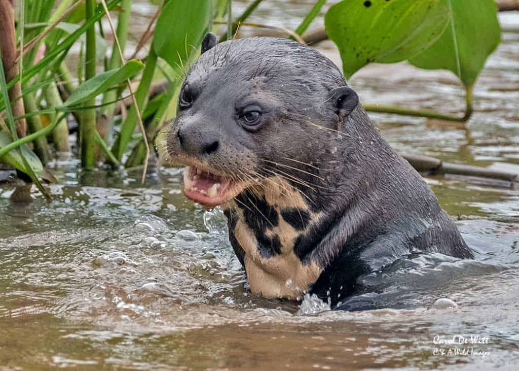 Giant River Otters of The Rio Tres Irmaos (Three Brothers River) Giant River Otters of The Rio Tres Irmaos (Three Brothers River)