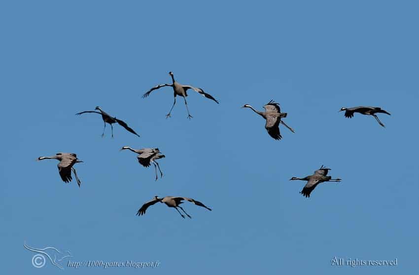 Eurasian cranes Eurasian cranes