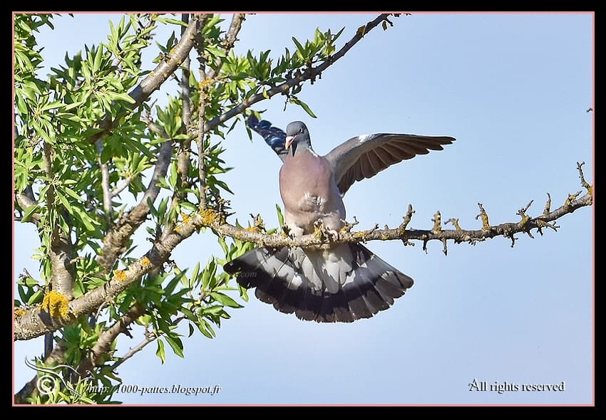 Common wood pigeon Common wood pigeon