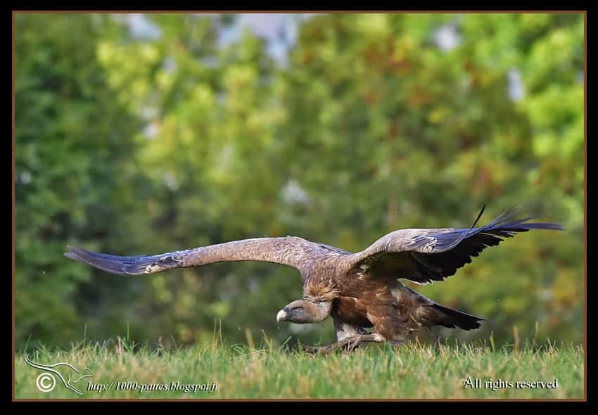 Vautours fauves – Gyps fulvus Vautours fauves – Gyps fulvus