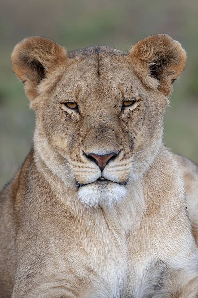 Bonding with a Lioness trio in Maasai Mara Bonding with a Lioness trio in Maasai Mara