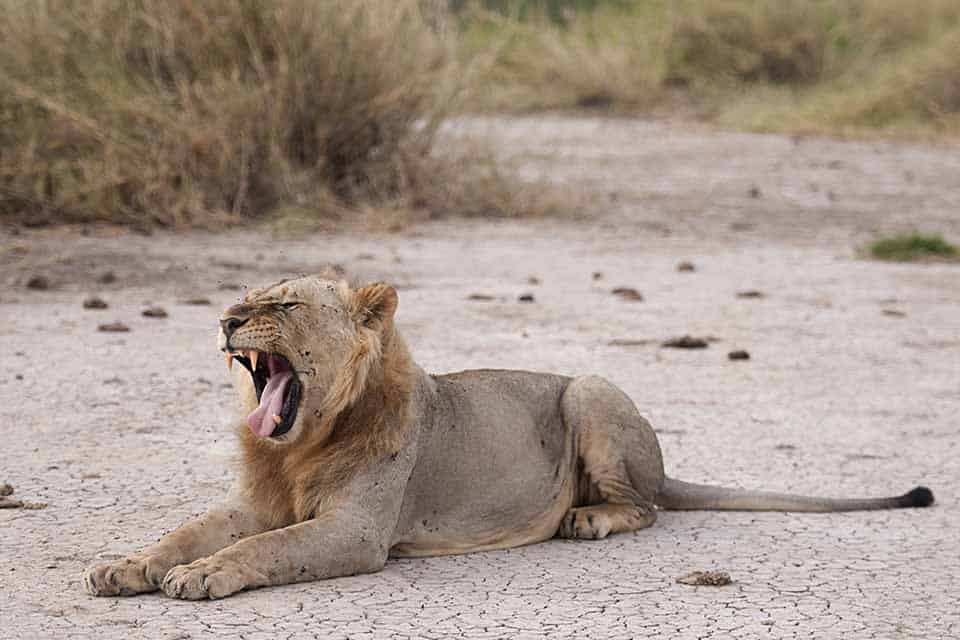 The Lion brothers in Amboseli National Park The Lion brothers in Amboseli National Park
