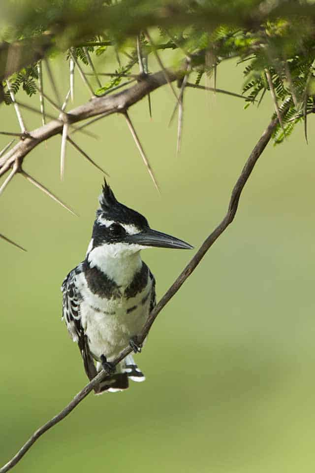 Pied Kingfisher in Amboseli National Park Pied Kingfisher in Amboseli National Park