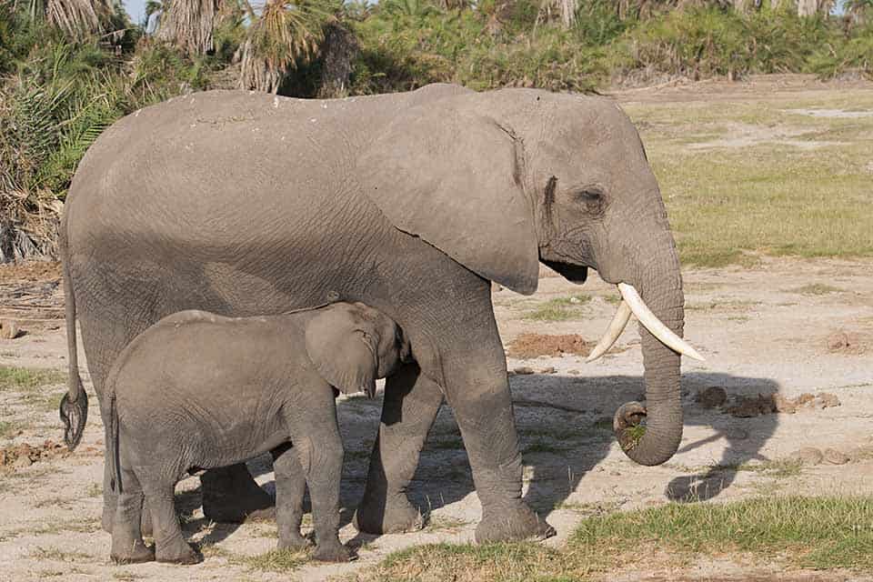 Weird tusked Elephant in Amboseli National Park Weird tusked Elephant in Amboseli National Park