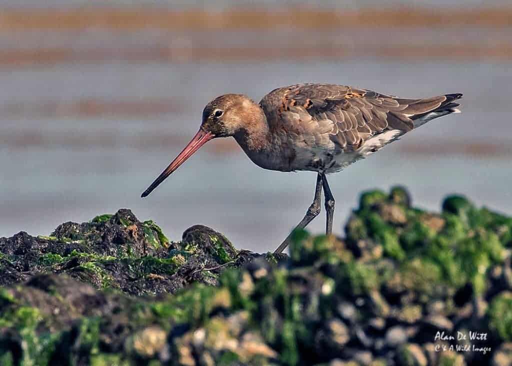 Help required with ID of Bar-tailed and Black-tailed Godwits Help required with ID of Bar-tailed and Black-tailed Godwits