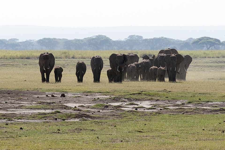 Watching the largest herd of African Elephants in Amboseli National Park Watching the largest herd of African Elephants in Amboseli National Park