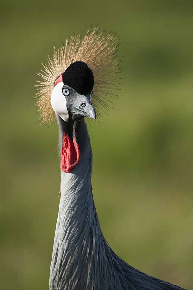 Grey Crowned Cranes in Amboseli National Park Grey Crowned Cranes in Amboseli National Park