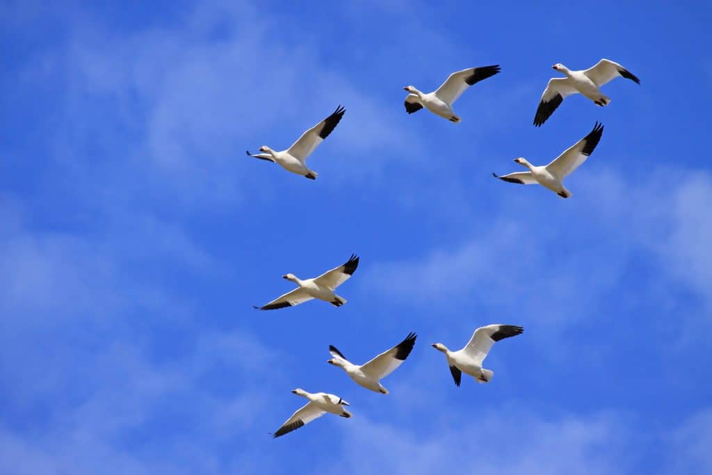 Berkeley Pit Goose Die-off Berkeley Pit Goose Die-off