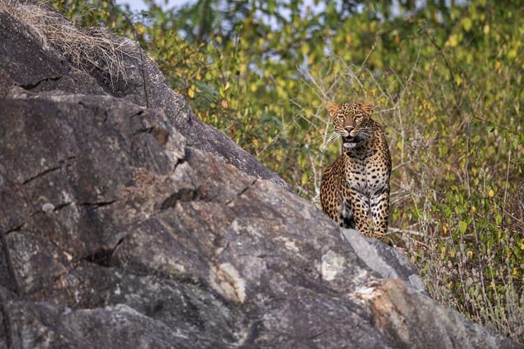 Leopard on a rock in Bandipur Leopard on a rock in Bandipur