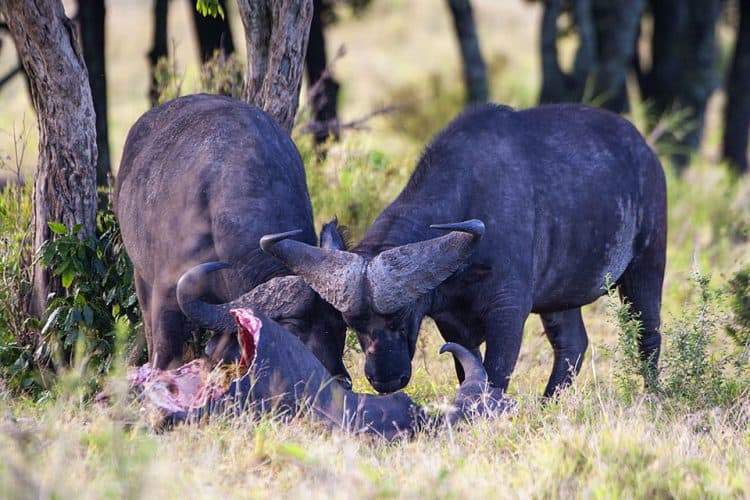 African Lion vs Cape Buffalo in Maasai Mara contd… African Lion vs Cape Buffalo in Maasai Mara contd…